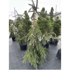 Ялина Ротенхауз С30 160-180